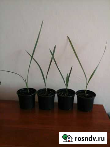 Финиковая пальма Феодосия - изображение 1