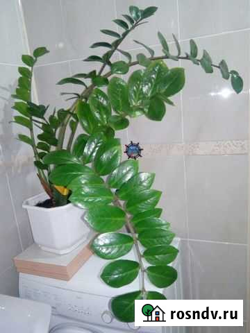 Замиокулькас Супсех - изображение 1