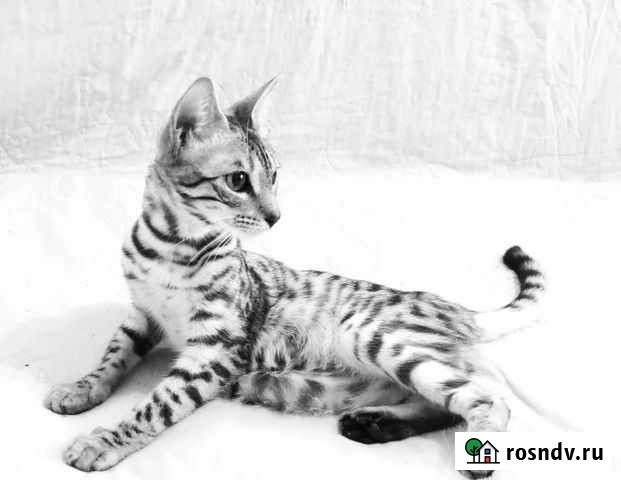 Бенгальский котик Комсомольск-на-Амуре - изображение 1