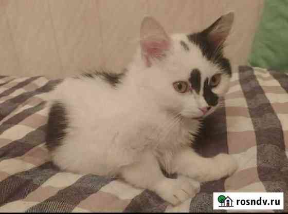 Котёнок Саратов