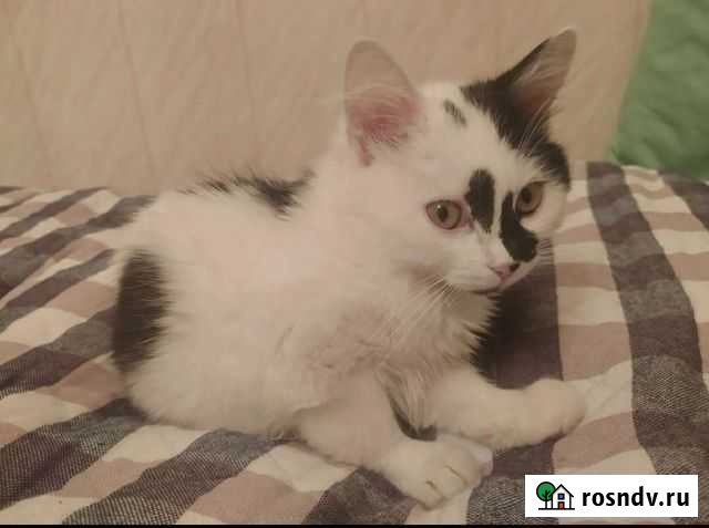 Котёнок Саратов - изображение 1