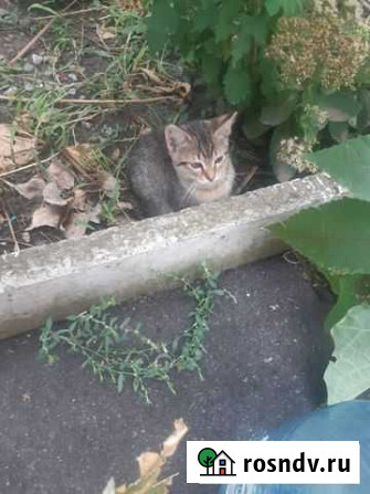 Отдам котенка Ростов-на-Дону - изображение 1