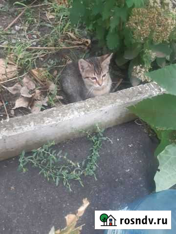 Отдам котенка Ростов-на-Дону - изображение 1