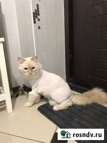 Передержка животных Уфа - изображение 1