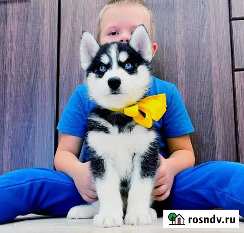 Сибирские хаски сочные черно-белые красавчики Мурманск - изображение 1