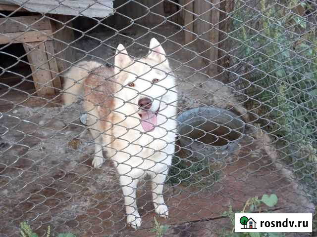 Хаски Саратов - изображение 1