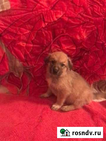 Щенок в добрые руки бесплатно Уфа - изображение 1