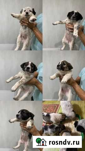 Собака Астрахань - изображение 1