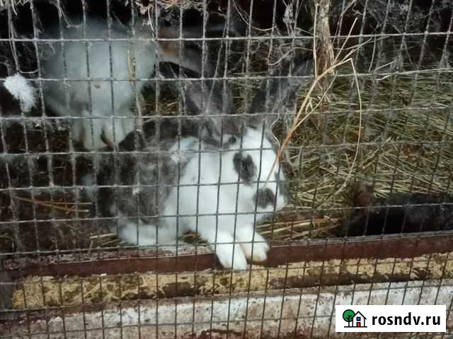 Продаются кролики Калининск - изображение 1