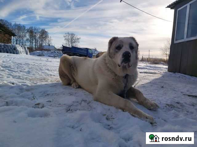 Алабай для вязки Киселевск - изображение 1