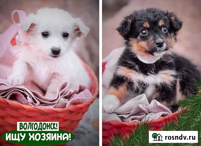 Милые малышки на радость Волгодонск - изображение 1