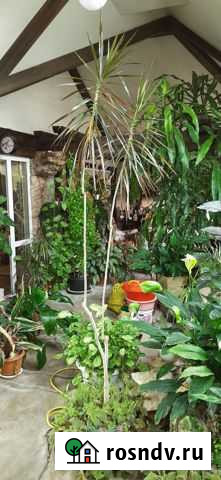 Драцена Сочи - изображение 1