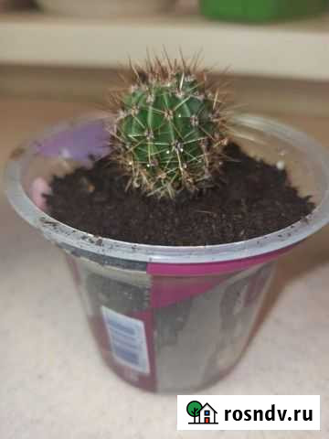 Кактус Жуковский - изображение 1