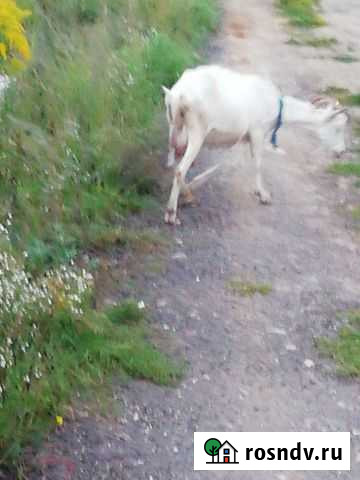 Козы дояные Фряново - изображение 1