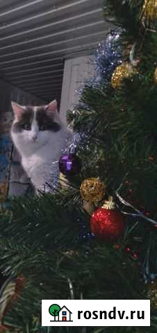 Кошка в дар Саранск - изображение 1