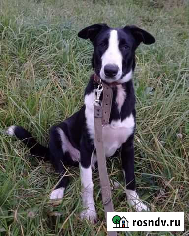 Мальчик в добрые руки Мелехово - изображение 1