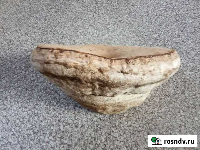 Трутовик обыкновенный, березовый Самара - изображение 1