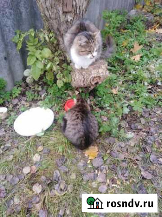 Котята в добрые руки бесплатно Брянск - изображение 1