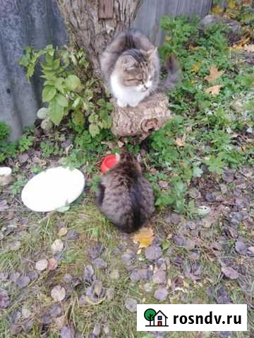 Котята в добрые руки бесплатно Брянск - изображение 1