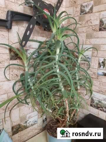 Алоэ Иркутск - изображение 1