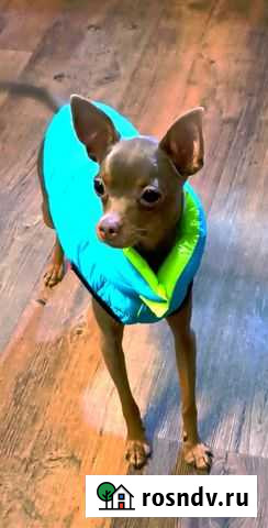 Вязка русский той, той-терьер Воронеж - изображение 1