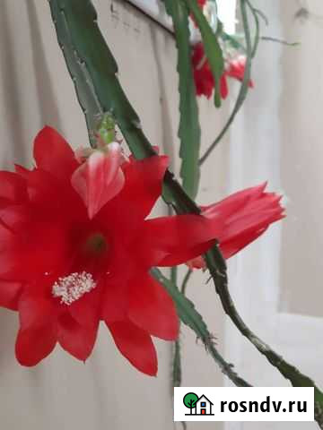 Эпифиллум Саратов - изображение 1