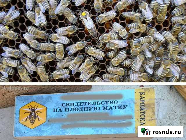Пчёлы - Пчелопакеты Карника, Карпатка Матки Екатеринбург - изображение 1
