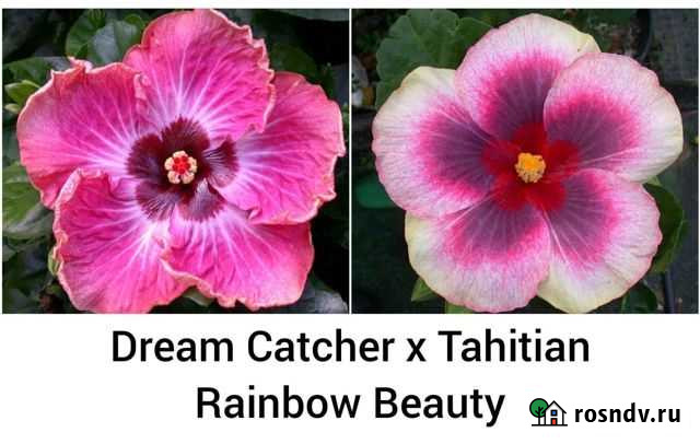 Гибискус сортовой Барнаул - изображение 1