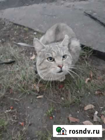 Котик ищет теплый дом Новочебоксарск - изображение 1