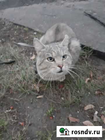 Котик ищет теплый дом Новочебоксарск - изображение 1