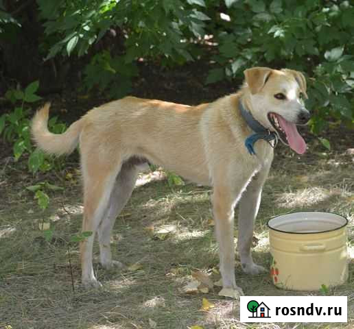 Собака в добрые руки Тольятти - изображение 1