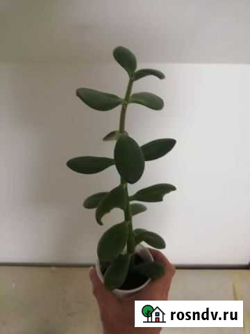 Толстянка денежное дерево Звенигород - изображение 1