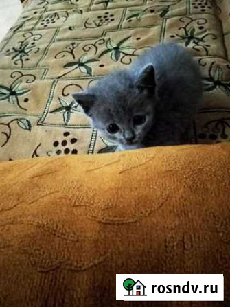 Котёнок Карачаевск - изображение 1