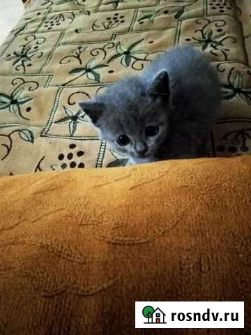 Котёнок Карачаевск - изображение 1