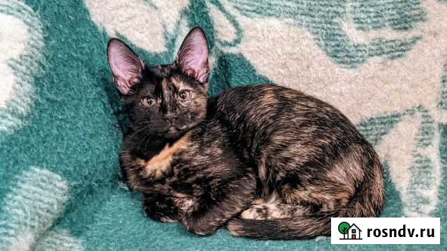 Кошка в дар Нижний Новгород - изображение 1