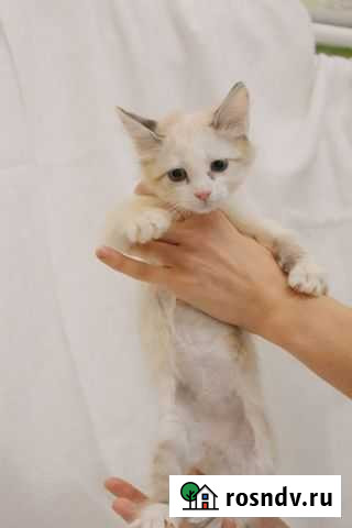 Котенок мальчик ищет дом Пенза - изображение 1