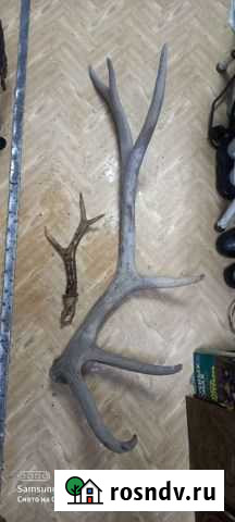 Рога оленя, козы Канск - изображение 1