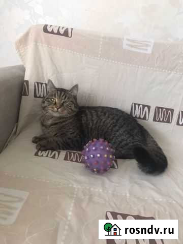 Котик в добрые руки Красноярск - изображение 1