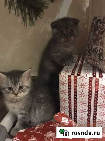 Шотландские котята Калининград - изображение 1