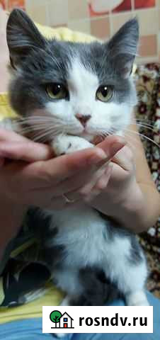Котенок кошечка Владимир - изображение 1