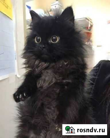 Молоденький котик Старый Оскол - изображение 1