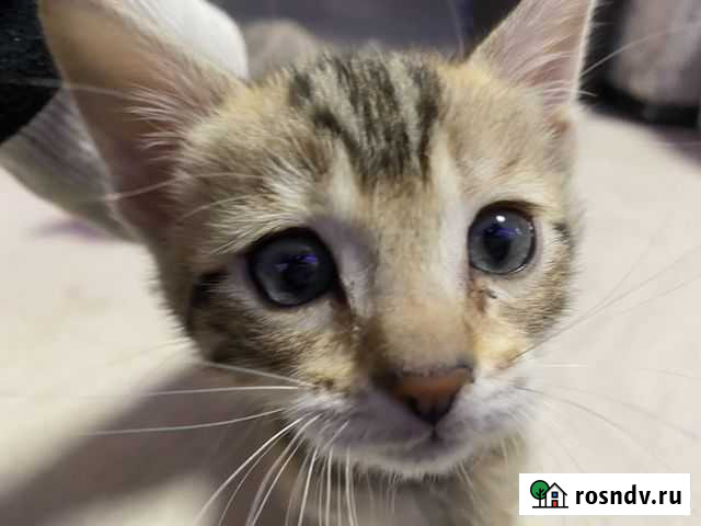 Бенгальская девочка Калуга - изображение 1