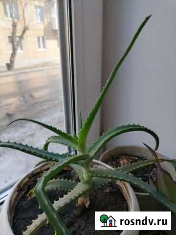 Лекарственные растения Златоуст - изображение 1