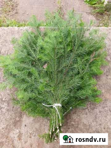 Веник пихтовый Киров - изображение 1