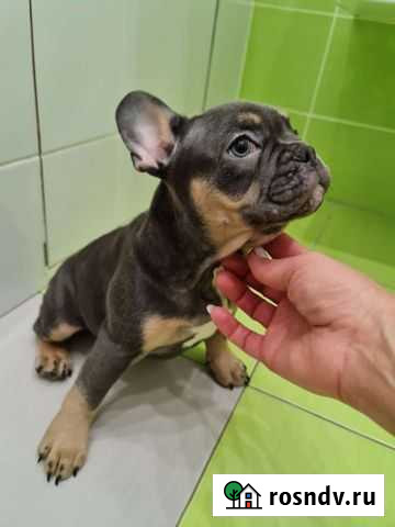 Френчик цветной- милый Французский бульдог Уфа - изображение 1
