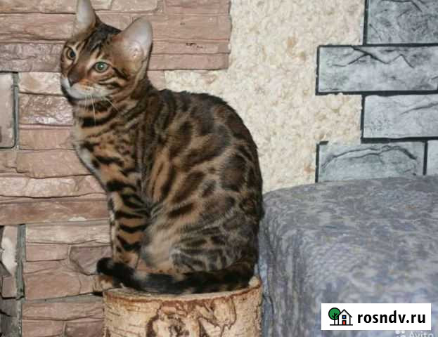 Бенгальская кошечка Ростов-на-Дону - изображение 1