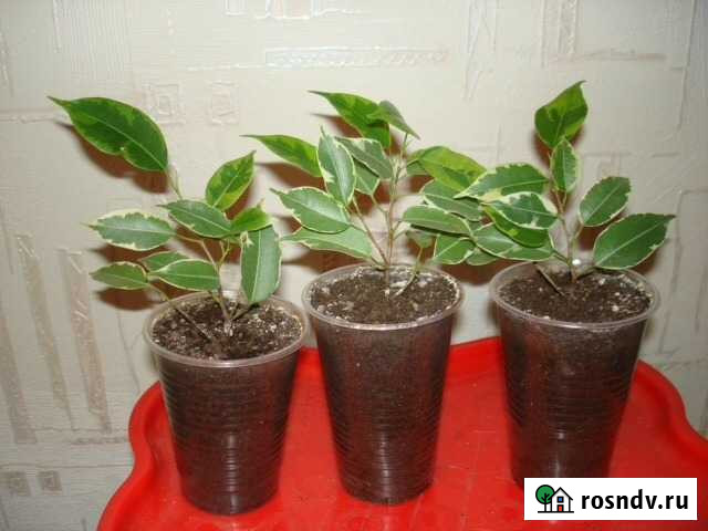 Фикус Бенджамина Смоленск - изображение 1