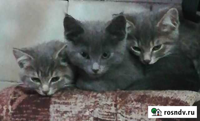 Котята Краснодар - изображение 1
