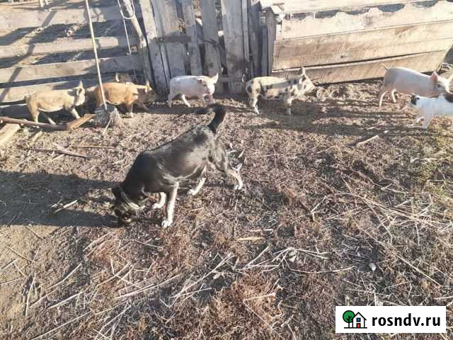 Поросята дюрок Митрофановка - изображение 1