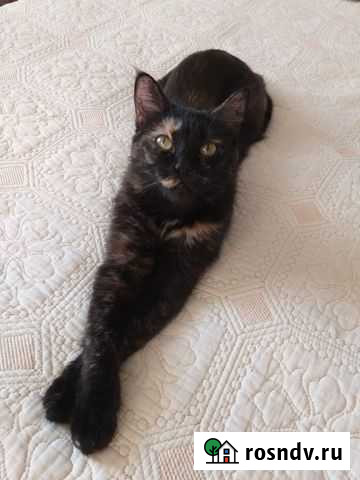 Фиби Екатеринбург - изображение 1